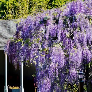 Wisteria (Amethyst Falls) - Wisteria frutescens - Live Plant