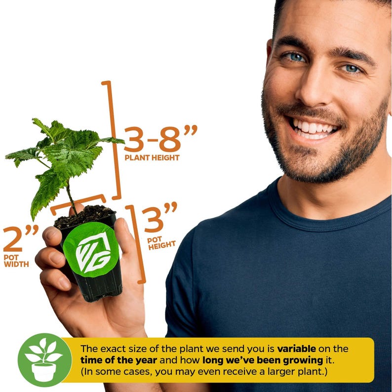 May include: A person is holding a small plant in a 3-inch pot. The plant is 3 to 8 inches tall. The text on the image reads: "3-8" Plant Height, 2" Pot Width, 3" Pot Height. The exact size of the plant we send you is variable on the time of the year and how long we've been growing it. (In some cases, you may even receive a larger plant.)