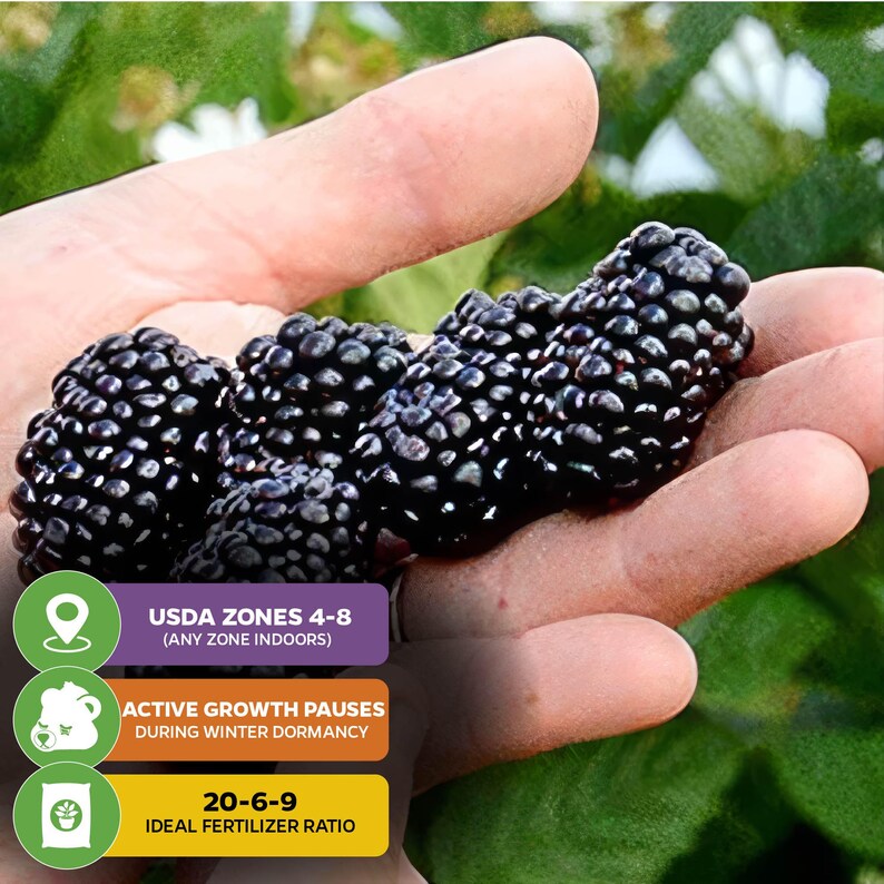 Prime-Ark Freedom Blackberry - Rubus - Live Plant Bild 5