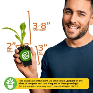 Puede incluir: Una persona sostiene una peque&ntilde;a planta en una maceta negra. La planta mide de 7,6 a 20,3 cm de alto y la maceta mide 5,1 cm de ancho y 7,6 cm de alto. El tama&ntilde;o exacto de la planta es variable dependiendo de la &eacute;poca del a&ntilde;o y de cu&aacute;nto tiempo ha estado creciendo. El texto de la imagen dice: "El tama&ntilde;o exacto de la planta que le enviamos es variable en funci&oacute;n de la &eacute;poca del a&ntilde;o y de cu&aacute;nto tiempo la hemos estado cultivando. (En algunos casos, incluso puede recibir una planta m&aacute;s grande.)"