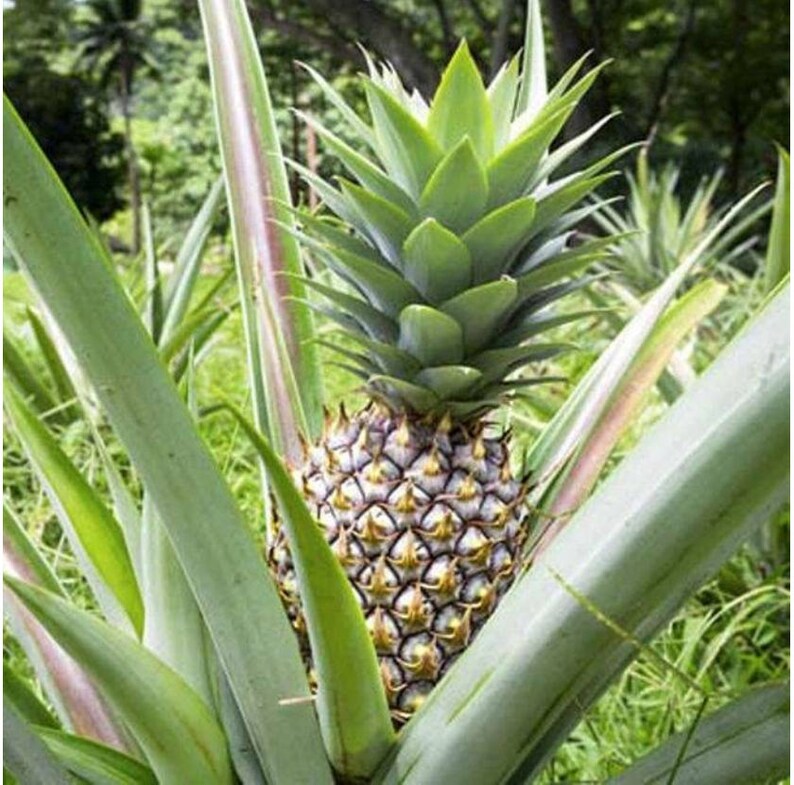 Pineapple White Jade Ananas Comosus Live Plant Fruit Image 0