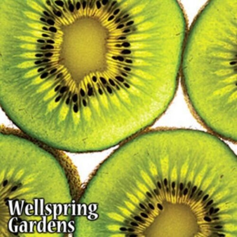 Vincent Female Kiwi Live Plant Vine Actinidia chinensis | Etsy