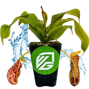 St Gaya Pitcher Plant Carnivorous - Nepenthes - Live Plant