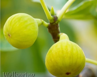 Yellow Long Neck Fig - Ficus carica - Live Plant