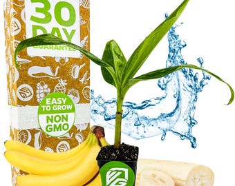 Grand Nain Banana (Gran Naine) - Musa acuminata