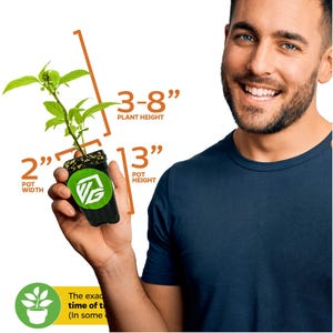 Issai Kiwi - Actinidia arguta - Live Plant imagen 3