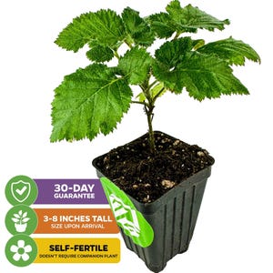 May include: A small, green blackberry plant in a black plastic pot. The plant is 3-8 inches tall and is self-fertile. The plant comes with a 30-day guarantee.