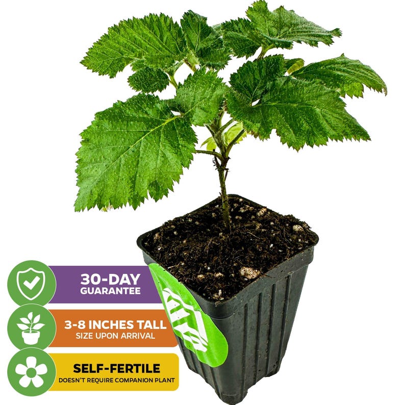 May include: A small, green blackberry plant in a black plastic pot. The plant is 3-8 inches tall and is self-fertile. The plant comes with a 30-day guarantee.