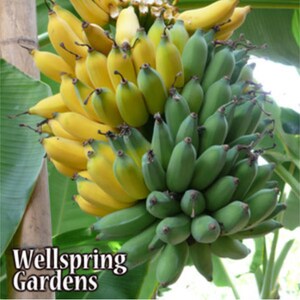Musa ABB group MUSA BLUE JAVA ICE CREAM Banana Plant Phytosanitary Certificate Musa ABB group MUSA BLUE JAVA ICE CREAM Banana Plant Phytosanitary Certificate