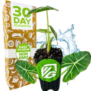 Frydek Elephant Ear - Alocasia - Live Plant