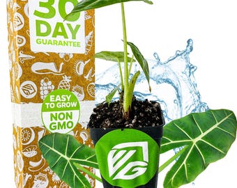 Frydek Elephant Ear - Alocasia - Live Plant