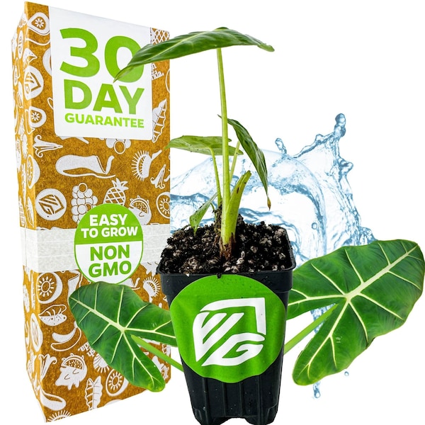 Oreja de elefante de Frydek - Alocasia - Planta viva