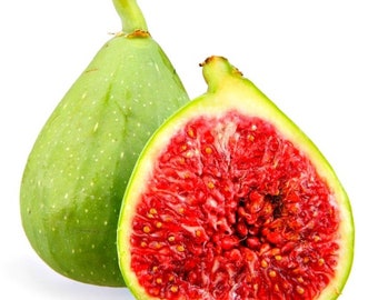 Desert King Fig (San Pedro) - Ficus carica