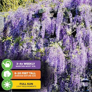 Puede incluir: Una vid de glicinia p&uacute;rpura en plena floraci&oacute;n con un letrero que dice "3-4x Semanal Mantener el suelo h&uacute;medo", "8-20 pies de alto Tama&ntilde;o maduro promedio", y "Pleno sol Requisitos de luz".