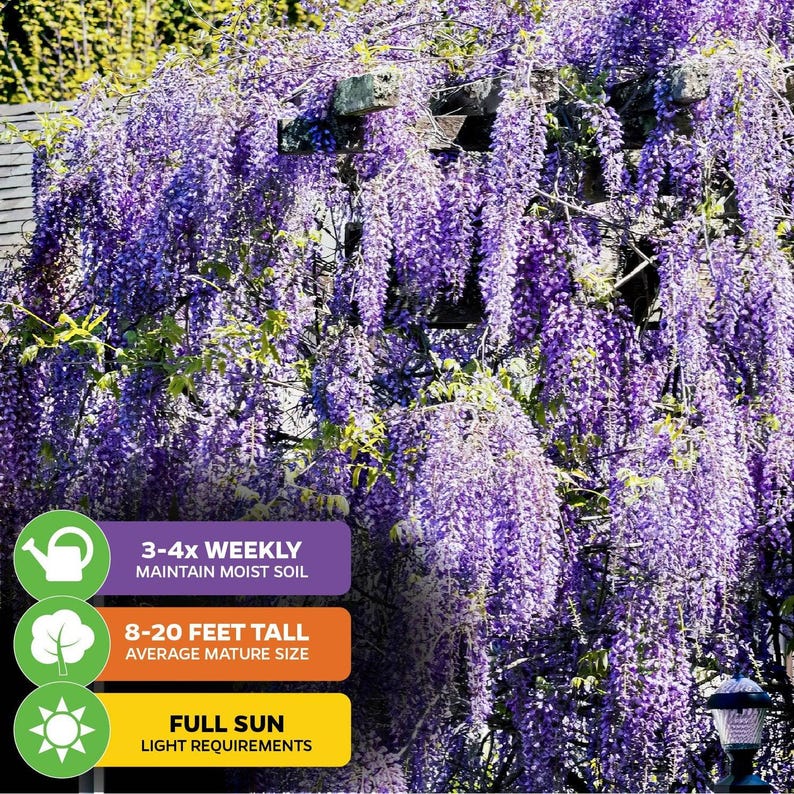 Puede incluir: Una vid de glicinia p&uacute;rpura en plena floraci&oacute;n con un letrero que dice "3-4x Semanal Mantener el suelo h&uacute;medo", "8-20 pies de alto Tama&ntilde;o maduro promedio", y "Pleno sol Requisitos de luz".