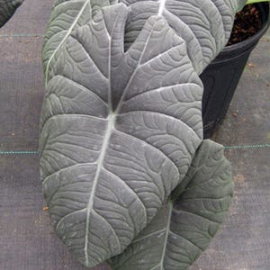 Maharani Elephant Ear - Alocasia - Live Plant