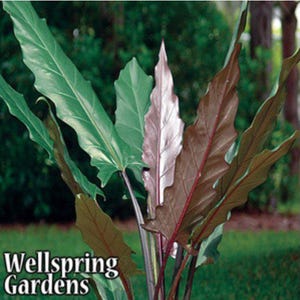 Lauterbachiana Purple Sword Leaf Elephant Ear - Alocasia - Live Plant