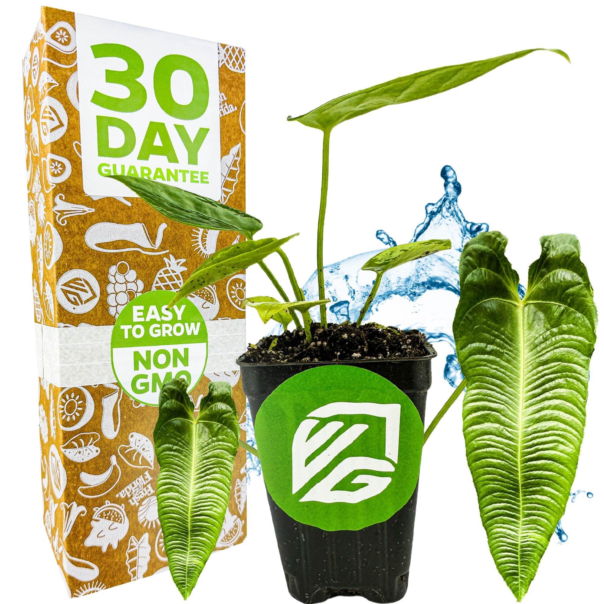 Anthurium Veitchii King Super Narrow - Etsy