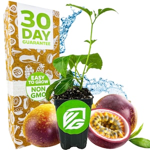 Bounty Passion Fruit Plant - Passiflora - Wellspring Gardens Starter Plant