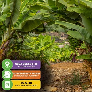 May include: A lush green banana plantation with a dirt path leading through the center. The image includes text that reads "USDA ZONES 8-11 (ANY ZONE INDOORS)", "ACTIVE GROWTH PAUSES DURING WINTER DORMANCY", and "15-5-30 IDEAL FERTILIZER RATIO".