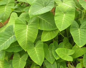 Lime Zinger Elephant Ear - Xanthosoma aurea - Live Plant