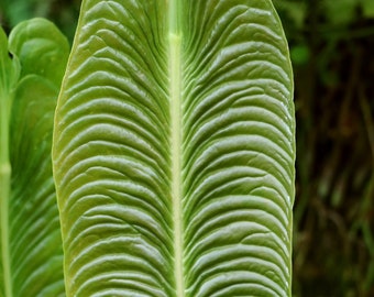 King Veitchii - Anthurium veitchii