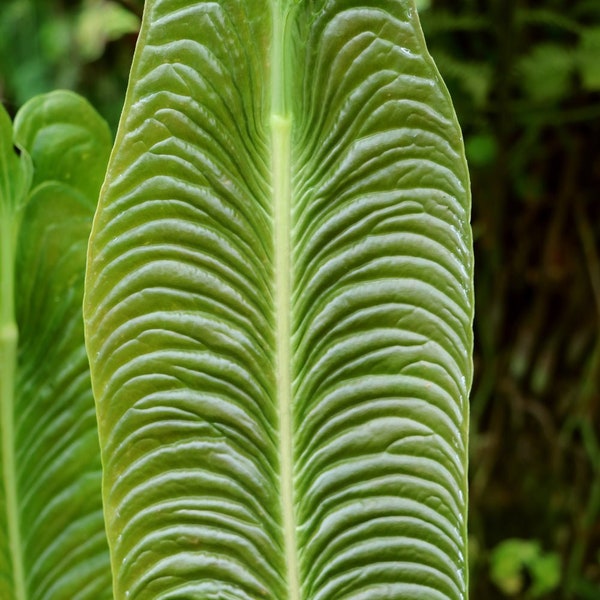 King Veitchii - Anthurium veitchii