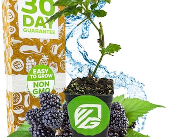 Kiowa Blackberry - Rubus - Live Plant