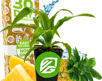 Elite Gold Pineapple - Ananas comosus - Live Plant