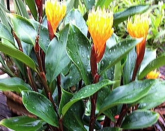 Golden Brush Dwarf Ginger - Burbidgea schizocheila - Live Plant