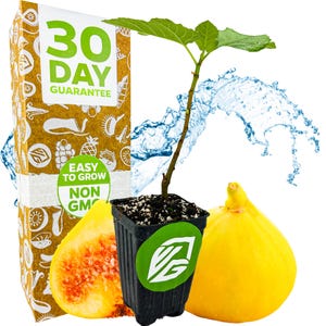Yellow Long Neck Fig - Ficus carica - Live Plant