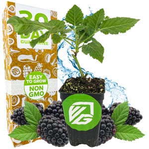 K&ouml;nnte beinhalten: Eine Topf-Brombeerpflanze mit gr&uuml;nen Bl&auml;ttern und reifen Brombeeren. Der Topf hat ein gr&uuml;nes Etikett mit einem wei&szlig;en Logo. Eine Schachtel mit dem Text "30 TAGE GARANTIE" ist sichtbar. Die W&ouml;rter "EINFACH ZU Z&Uuml;CHTEN" und "NICHT GVO" sind ebenfalls sichtbar.