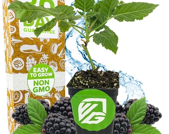 May include: A potted blackberry plant with green leaves and ripe blackberries. The pot has a green label with a white logo. A box with the text "30 DAY GUARANTEE" is visible. The words "EASY TO GROW" and "NON GMO" are also visible.
