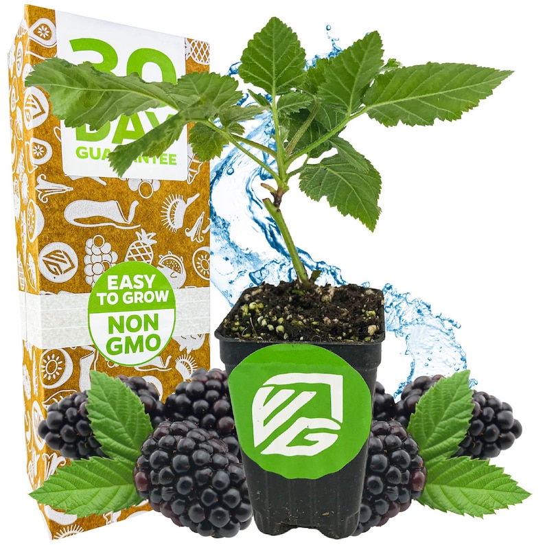 K&ouml;nnte beinhalten: Eine Topf-Brombeerpflanze mit gr&uuml;nen Bl&auml;ttern und reifen Brombeeren. Der Topf hat ein gr&uuml;nes Etikett mit einem wei&szlig;en Logo. Eine Schachtel mit dem Text "30 TAGE GARANTIE" ist sichtbar. Die W&ouml;rter "EINFACH ZU Z&Uuml;CHTEN" und "NICHT GVO" sind ebenfalls sichtbar.