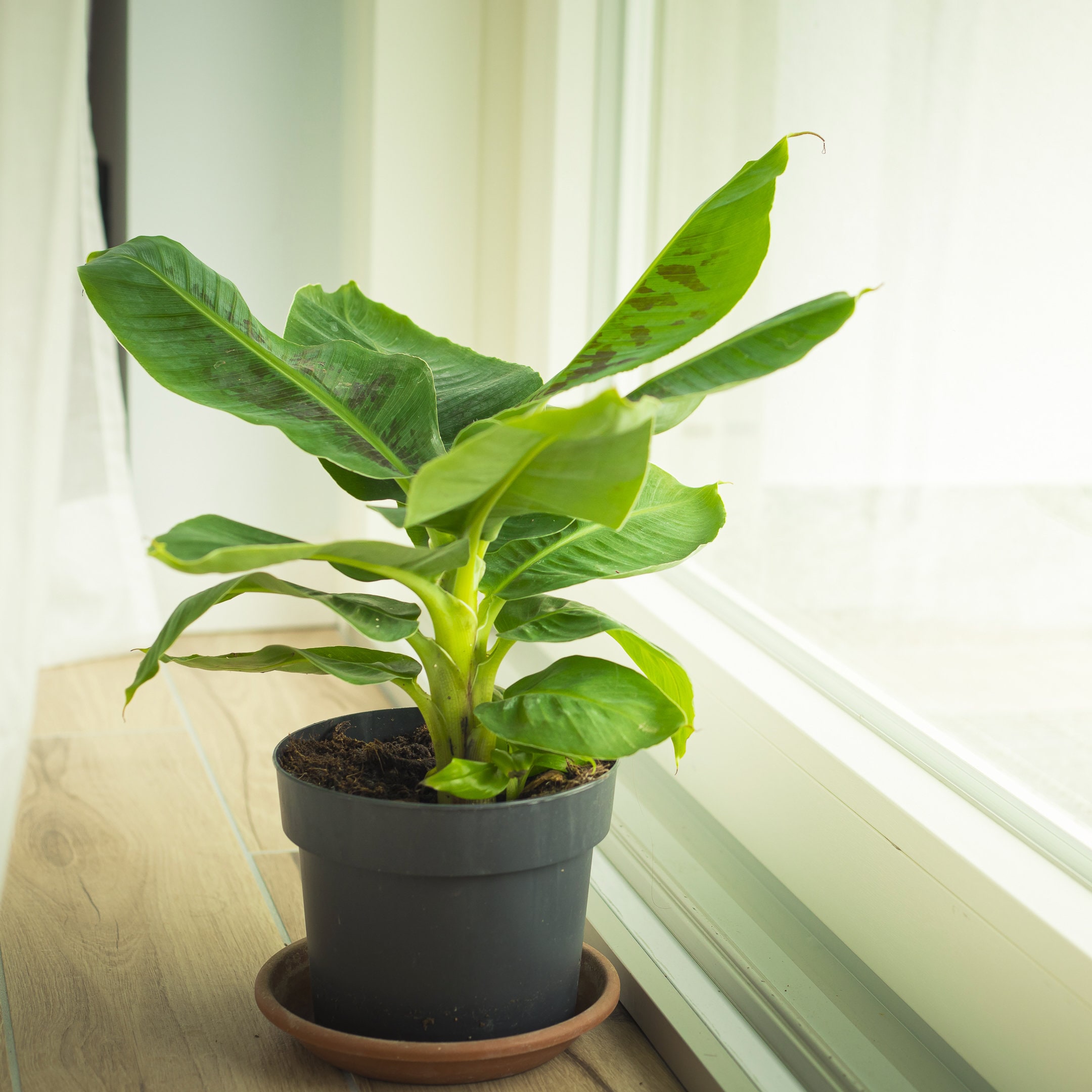 Image of Colocasia as companion plants for banana trees