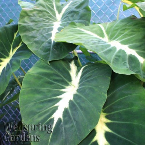 Black Sapphire Gecko Elephant Ear Colocasia Live Plant Etsy