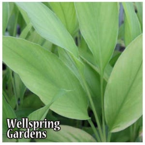 Yellow Turmeric Ginger - Curcuma longa - Live Plant