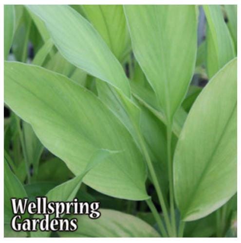Yellow Turmeric Ginger - Curcuma longa - Live Plant