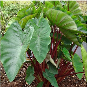 Hawaiian Punch Elephant Ear Colocasia Live Plant image 1