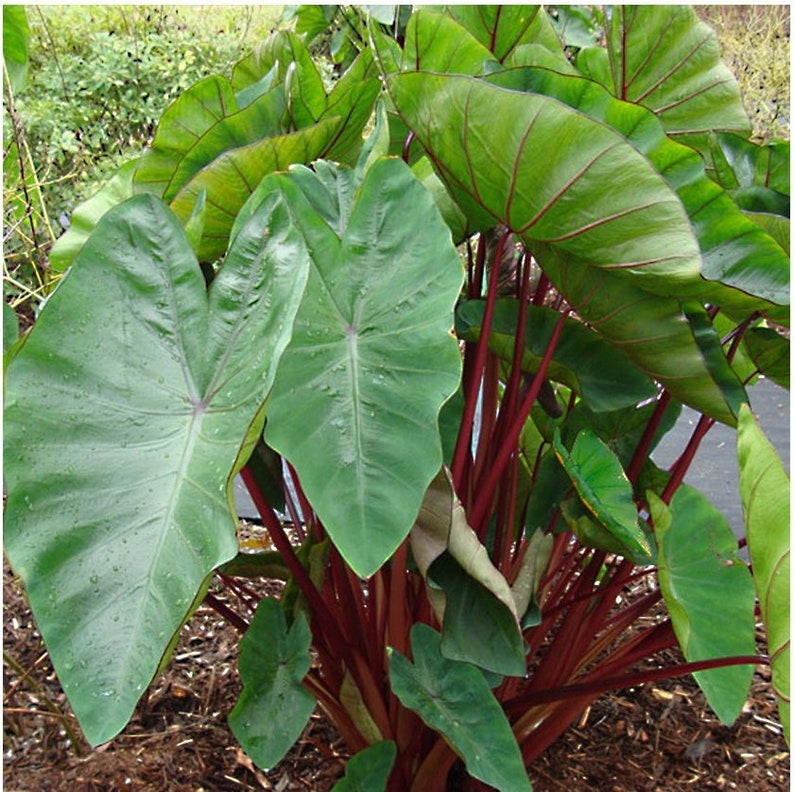 Hawaiian Punch Elephant Ear Colocasia Live Plant image 1