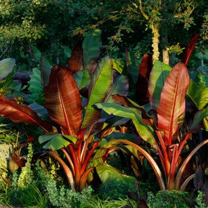 Red Abyssinian Banana - Ensete ventricosum Maurelii - Live Plant