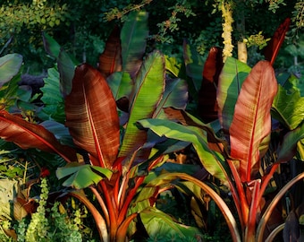 Red Abyssinian Banana - Ensete ventricosum Maurelii - Live Plant
