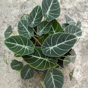 Oreja de Elefante de Terciopelo Negro - Alocasia reginula - Planta Viva