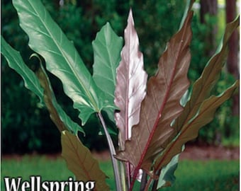 Lauterbachiana Purple Sword Leaf Elephant Ear - Alocasia - Live Plant