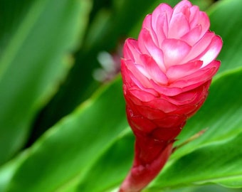 Hot Pink Ginger - Alpinia purpurata - Live Plant