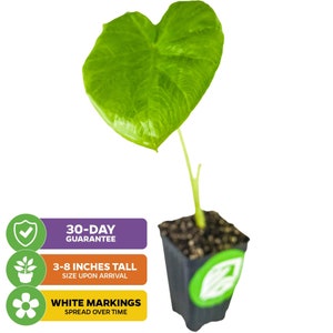 White Lava Elephant Ear Plant - Colocasia Live Plant In 3" Pot From Wellspring Gardens