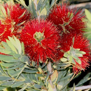 Little John Bottlebrush Dwarf Tree - Callistemon - Live Plant