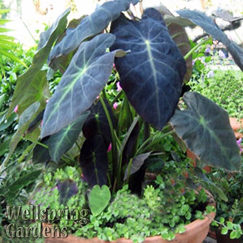 Black Sapphire Gecko Elephant Ear Colocasia Live Plant Etsy