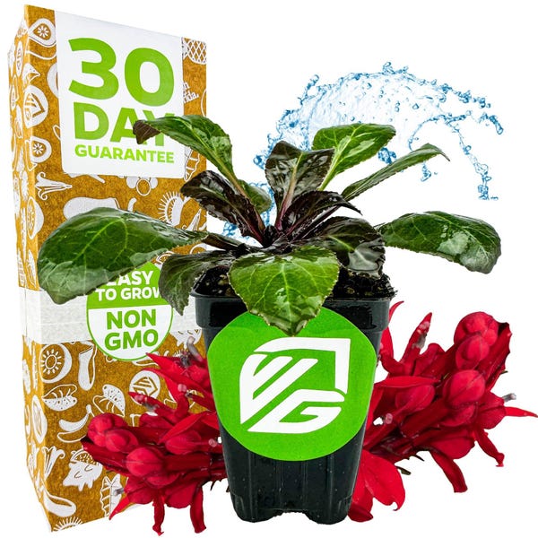 Cardinal Flower - Lobelia cardinalis - Live Plant