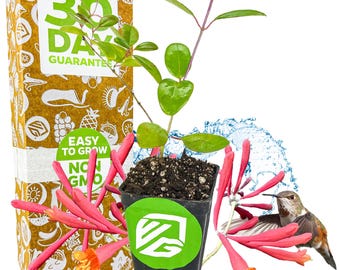 Madreselva trompeta - Lonicera sempervirens - Planta viva